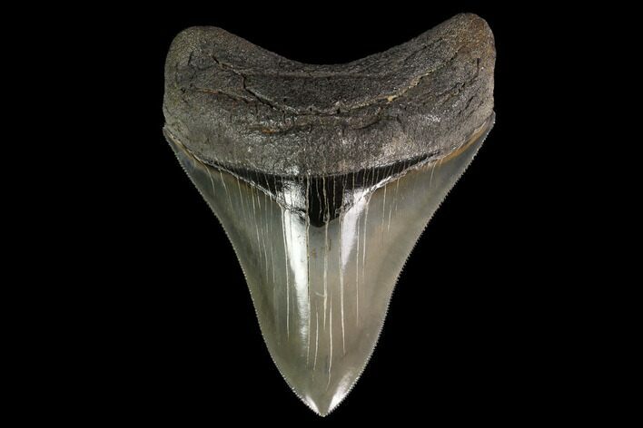 Serrated, Fossil Megalodon Tooth - Collector Quality! #145415